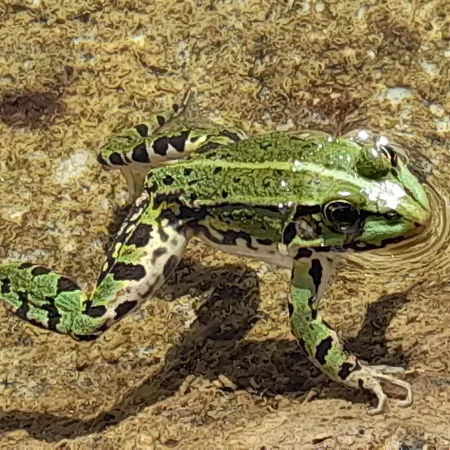 Angel Nyaraló Weitra