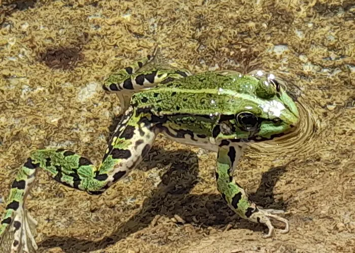 Angel Vakantiehuis Weitra